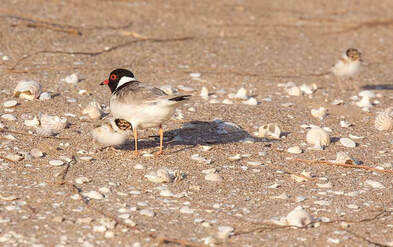 Special day for plover lovers