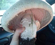 Earthly treasures