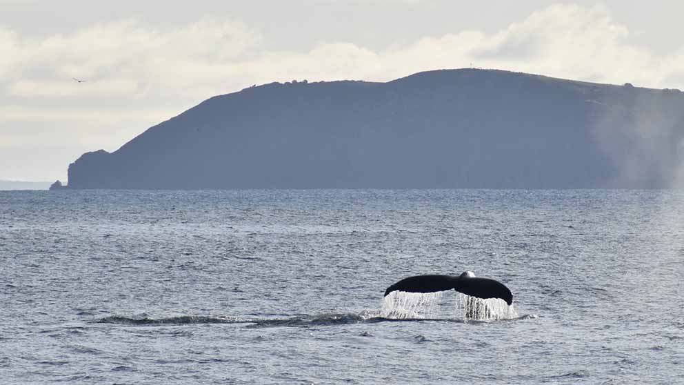 Humpback Highway