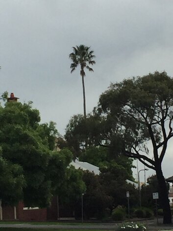 Palm town