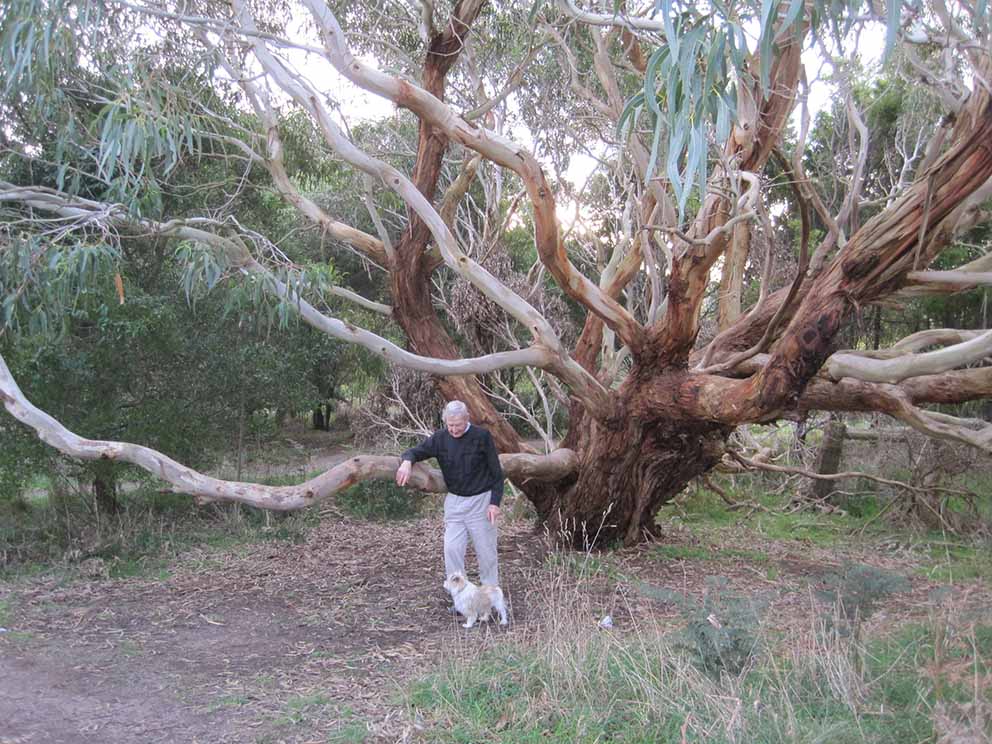 ​Trees that please