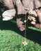 carousel chooser
