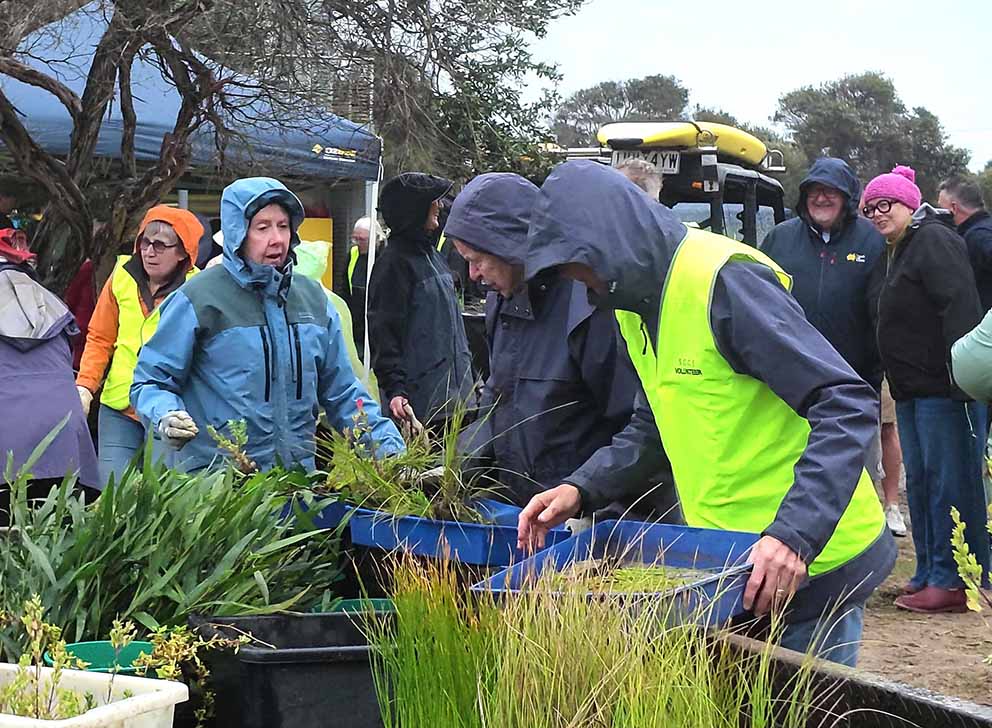 Inverloch dune planting, Grand Final Day, 2026. Photo: Terry Melvin