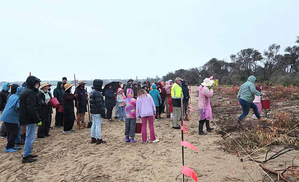 Dune planting, Inverloch beach, September 2026. Photo: Terry Melvin