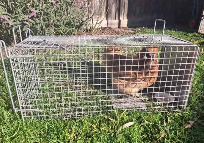 ​Brownie points for pet rescue group