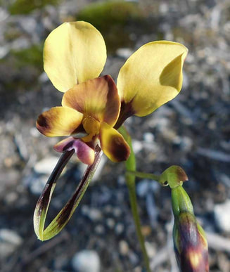 The secret life of orchids