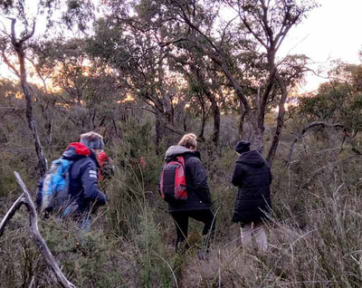 On the koala trail