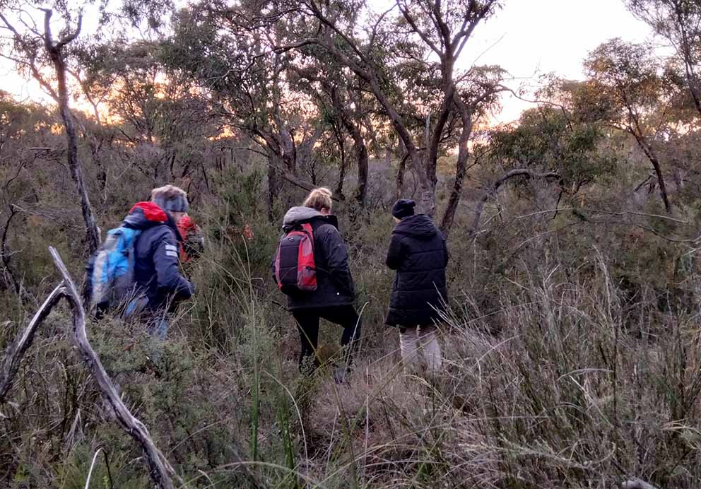 Koala poo hunt: Adams Creek Nature Conservation Rese