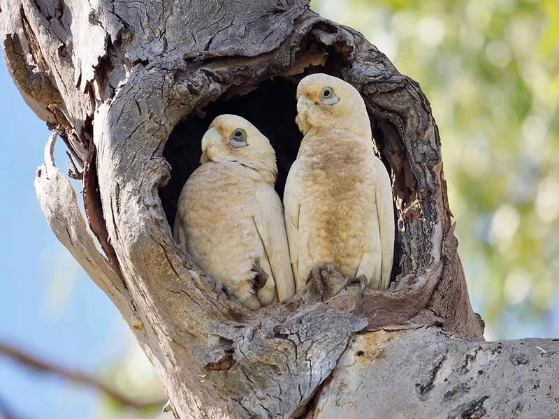 Photo: Dave Newman, Birds of the Western Port Woodlands