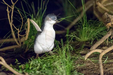 Penguin chicks come through
