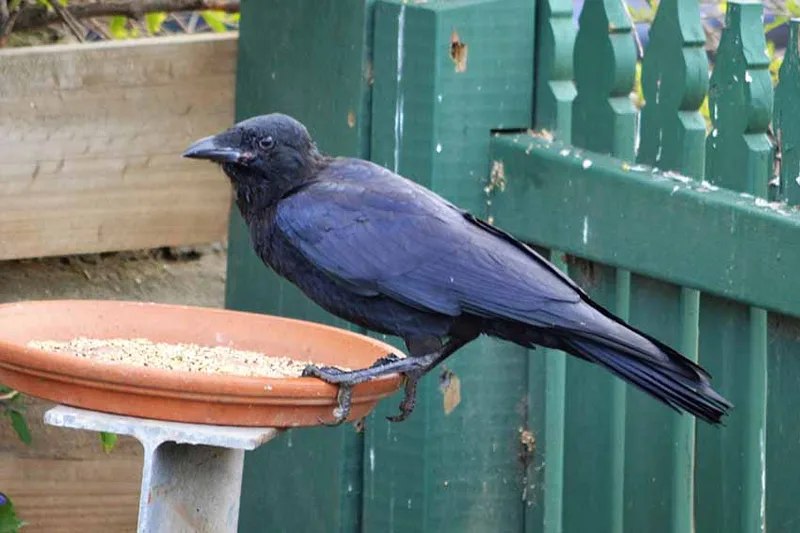 Wonthaggi, photo by Liane Arno