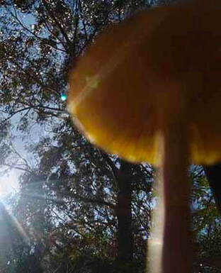 ​Shrooms, booms and a touch of magic