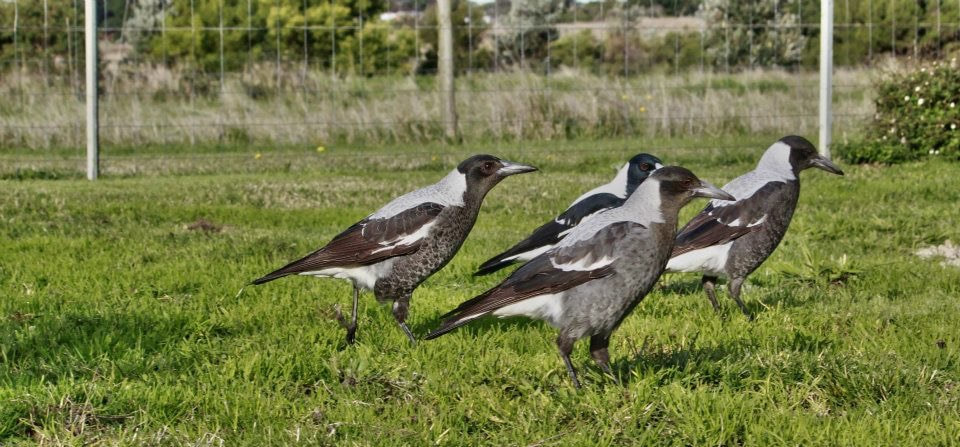 Margaret the Magpie