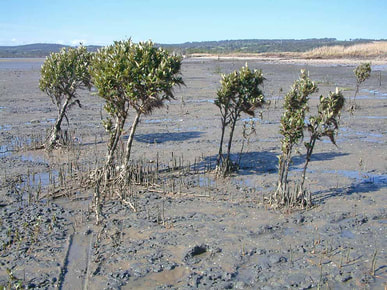 ​The mangrove challenge