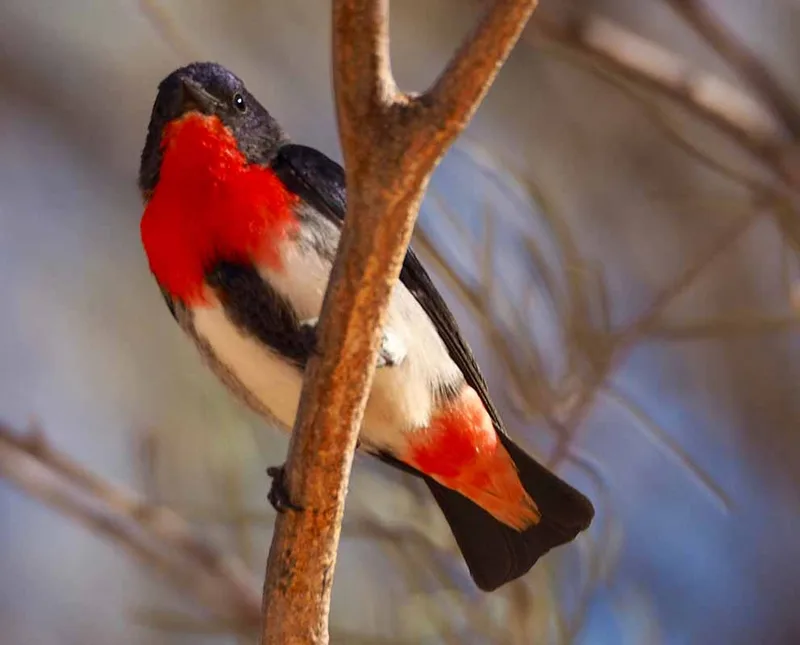 Photo: Dave Newman, Birds of the Western Port Woodlands