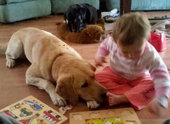 A dog’s life