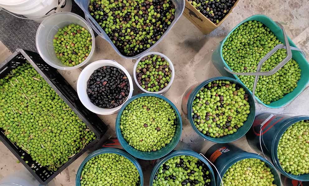 ​Long live the olive!