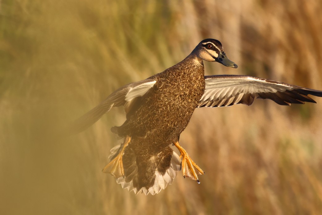 The Birdman of Cape Paterson