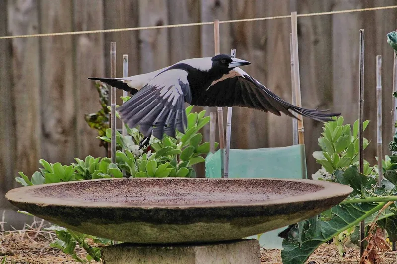 Magpie family by Pauline Wilkinson
