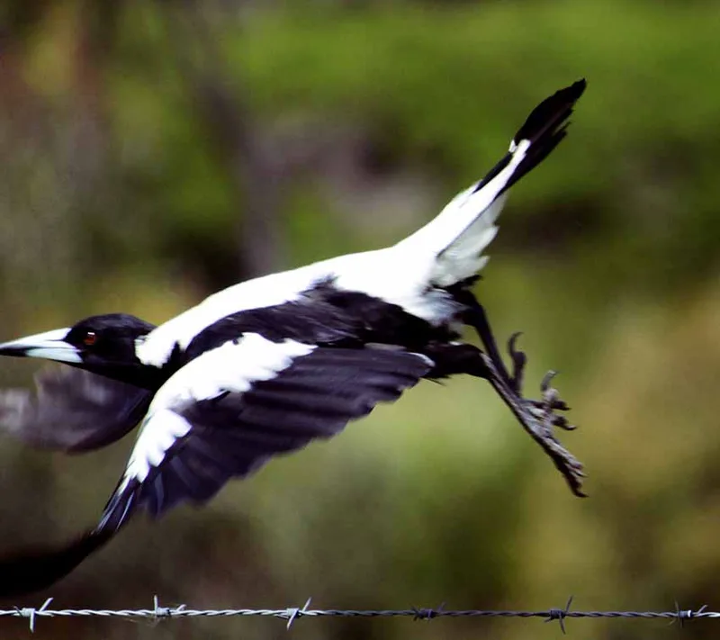 Magpie family by Pauline Wilkinson