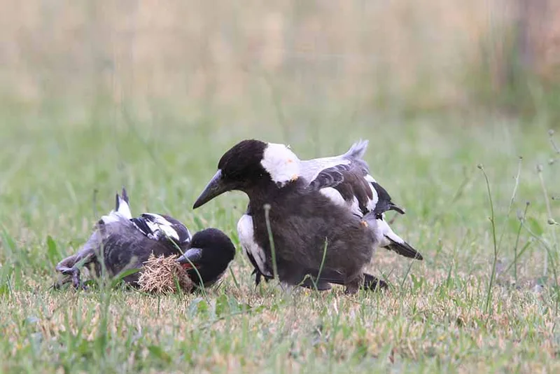 Magpie family by Pauline Wilkinson