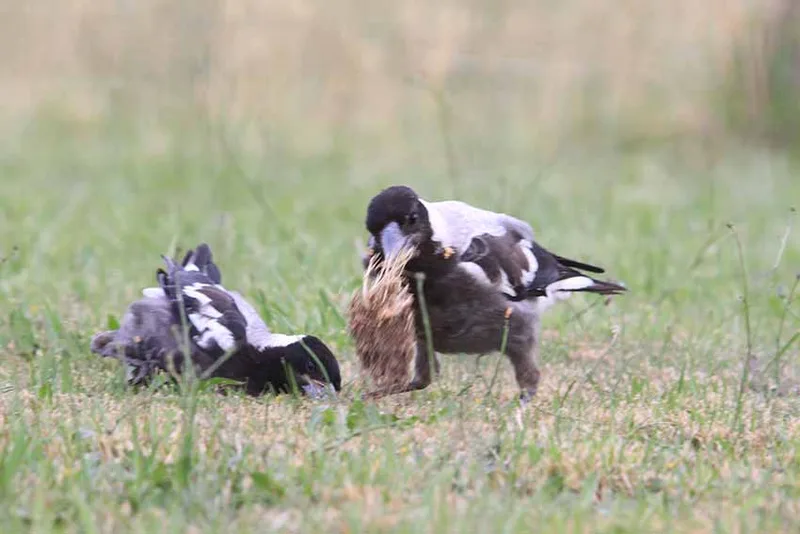 Magpie family by Pauline Wilkinson