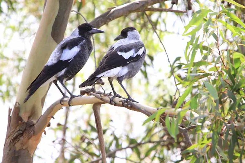 Magpie family by Pauline Wilkinson