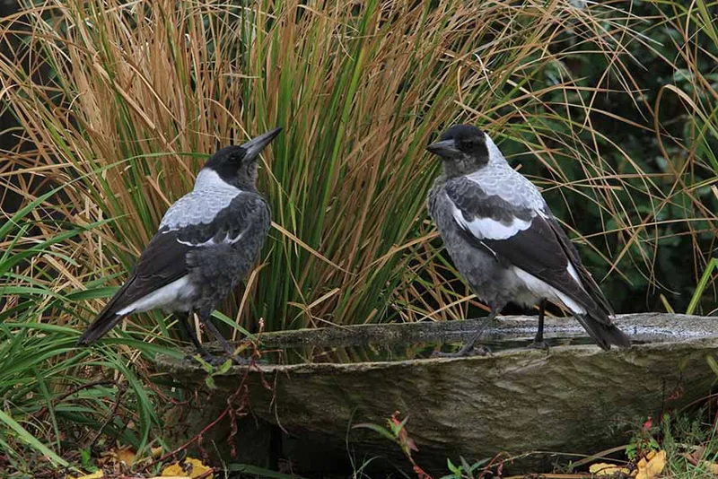 Magpie family by Pauline Wilkinson