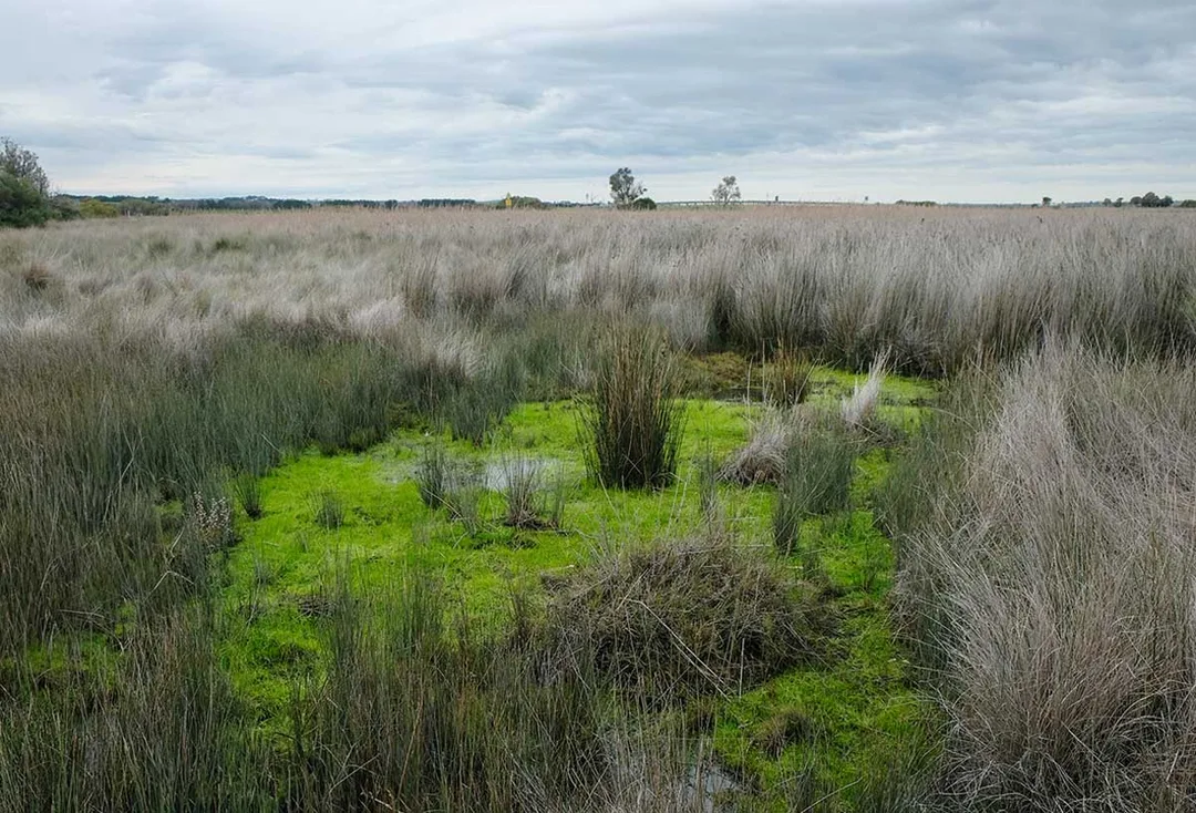 Mouth of the Powlett by Julie Paterson