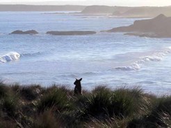 From the cliff-tops