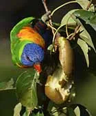 Image description