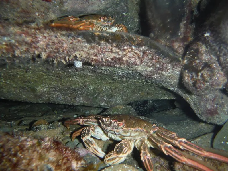 Harmers Haven rock pool, photo by Helen Keellings