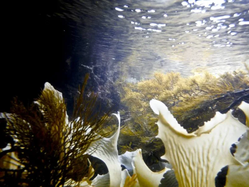 Harmers Haven rock pool, photo by Helen Keellings