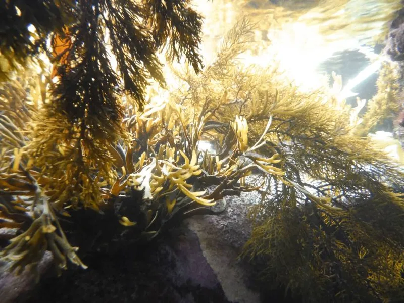 Harmers Haven rock pool, photo by Helen Keellings