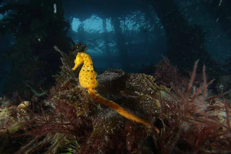 San Remo Pier, photo by David Haintz