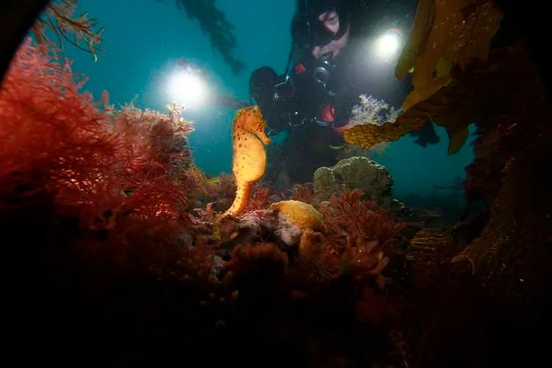 San Remo Pier, photo by David Haintz
