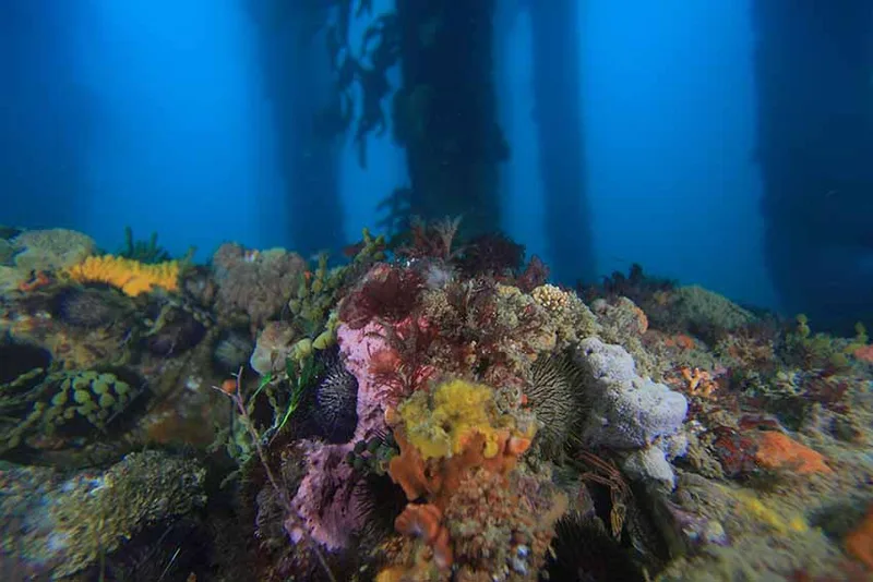 San Remo Pier, photo by David Haintz