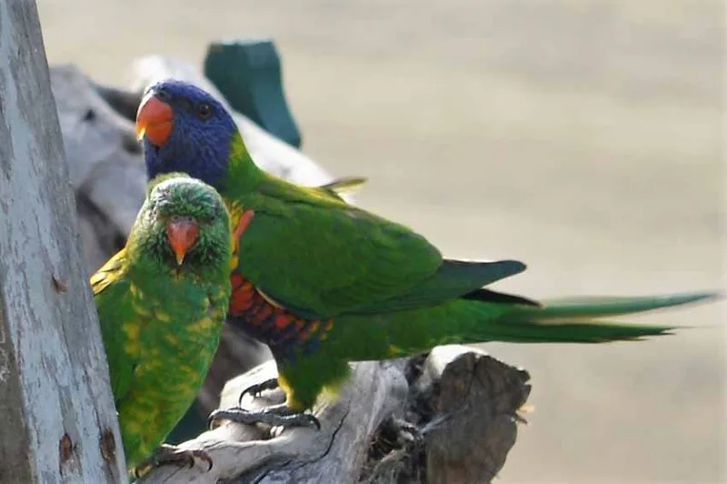 Wonthaggi, photo by Liane Arno