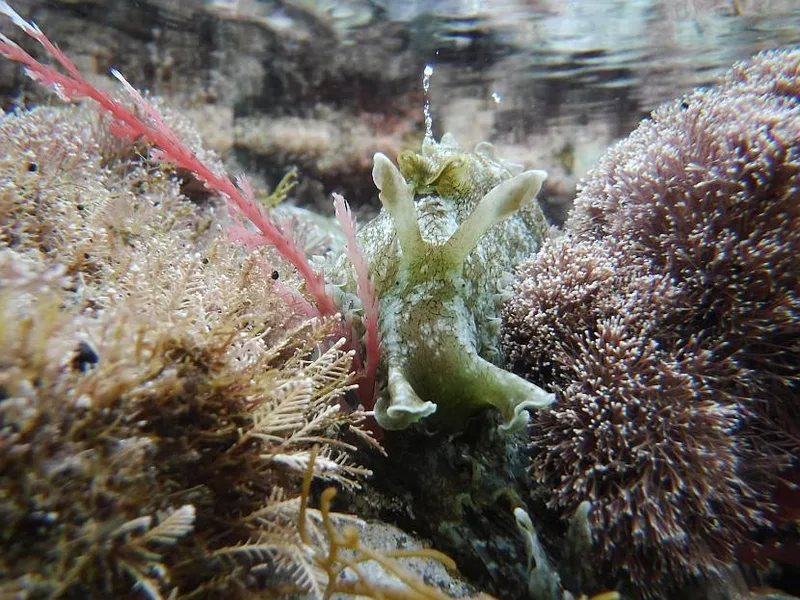Harmers Haven rock pool, photo by Helen Keellings