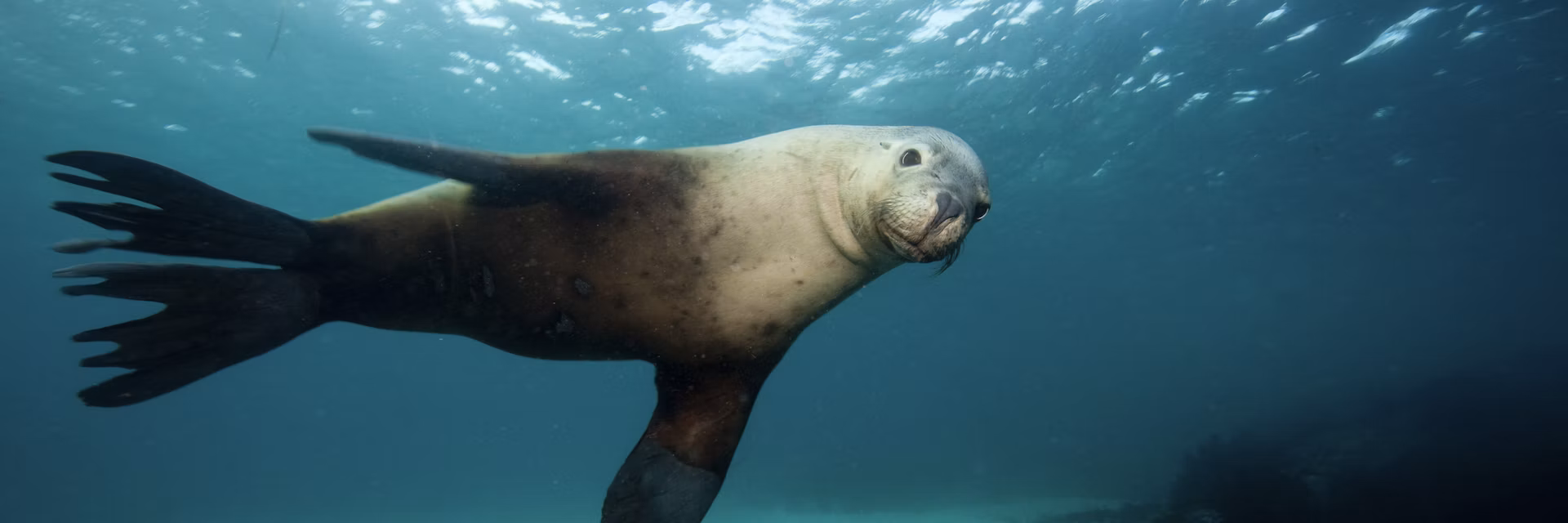 Bird flu claims first Australian sea lion and dolphin. 