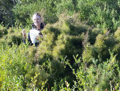 What’s happening to our bush?