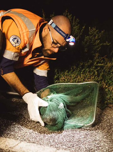 Lights out for shearwaters