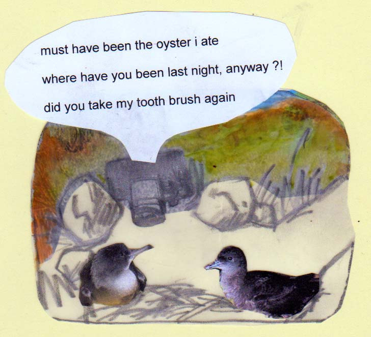 The Secret lives of shearwaters, cartoon by Natasha Williams-Novak