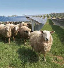 Solar farm on the horizon