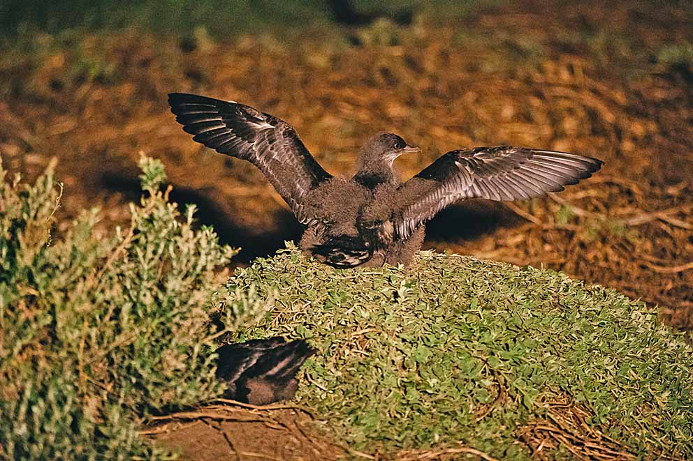 ​Shearwaters are back on track