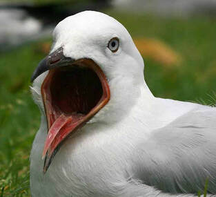 Jonathon Livingston Seagull: the final chapter