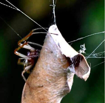 A different kind of summer visitor