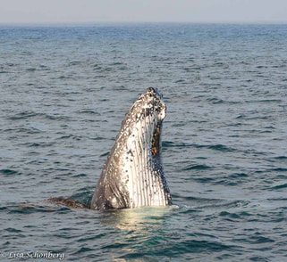 Love songs for whales