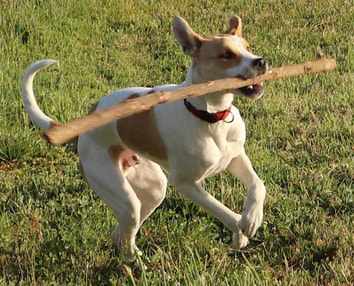 Dog versus snake