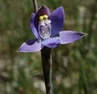 Image description